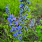 100 Blue VIPERS BUGLOSS Echium Vulgare Blue Flower Seeds