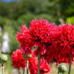 100 Red OASE PEONY POPPY Papaver Peoniflorum Double Flower Seeds
