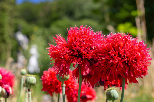 100 Red OASE PEONY POPPY Papaver Peoniflorum Double Flower Seeds