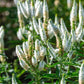 50 Mixed Colors VERONICA SIGHTSEEING MIXTURE (Spike Speedwell) Veronica Spicata Flower Seeds