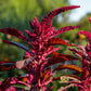 500 RED GARNET AMARANTH Amaranthus Tricolor Vegetable Flower Seeds