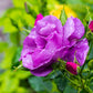 5 PURPLE ROSE Rosa Floribunda Bush Shrub Perennial Flower Seeds