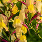 2000 BABY SNAPDRAGON Toadflax Linaria Maroccana Flower Seeds
