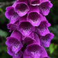1000 PURPLE FOXGLOVE Digitalis Purpurea Flower Seeds