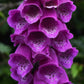 1000 PINK & PURPLE Mix FOXGLOVE Digitalis Flower Seeds