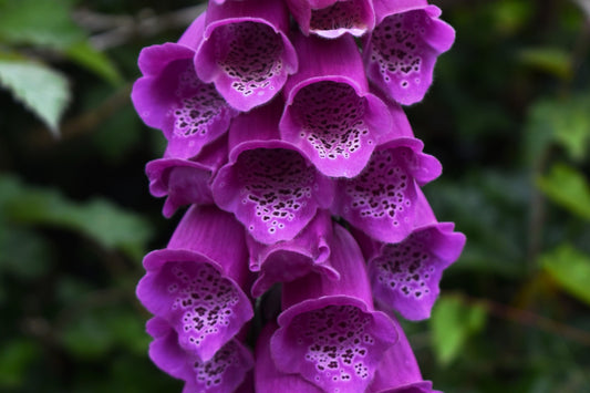 1000 PINK & PURPLE Mix FOXGLOVE Digitalis Flower Seeds