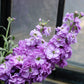 50 BLUE STOCK Matthiola Incana Ten-Week Gillyflower Seeds