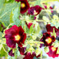 25 MAROON RED HOLLYHOCK Alcea Rosea Flower Seeds Perennial
