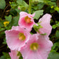25 PALE PINK HOLLYHOCK Light Alcea Rosea Flower Seeds Perennial