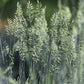 100 BLUE Sheeps FESCUE GRASS Festuca Ovina Glauca Cinerea Seeds