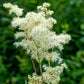 20 QUEEN of the MEADOW Filipendula Ulmaria Meadowsweet Native Prairie Fragrant White Flower Seeds