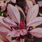 250 BURGUNDY AMARANTHUS Hypochondriacus Amaranth Grain Vegetable Flower Seeds