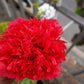 100 Giant Double RED PEONY POPPY Papaver Peoniflorum Flower Seeds