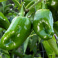 50 ANCHO POBLANO PEPPER Chili Pepper Capsicum Annuum Vegetable Seeds