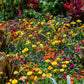 100 TALL Double MIXED Colors STRAWFLOWER Xerochrysum Bracteatum Helichrysum Monstrosum Flower Seeds