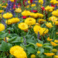 50 YELLOW DOUBLE STRAWFLOWER  Xerochrysum Bracteatum Helichrysum Flower Seeds