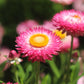 50 PINK DOUBLE STRAWFLOWER Helichrysum  Xerochrysum Bracteatum Flower Seeds