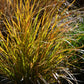 50 PHEASANT TAILS GRASS Feather Reed New Zealand Wind Stipa Arundinacea syn Anemanthele Lessoniana Ornamental Grass Seeds