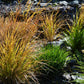 50 PHEASANT TAILS GRASS Feather Reed New Zealand Wind Stipa Arundinacea syn Anemanthele Lessoniana Ornamental Grass Seeds