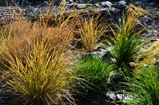 50 PHEASANT TAILS GRASS Feather Reed New Zealand Wind Stipa Arundinacea syn Anemanthele Lessoniana Ornamental Grass Seeds