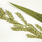 150 JAPANESE MILLET Billion Dollar Grass Grain Echinochloa Frumentacea Seeds