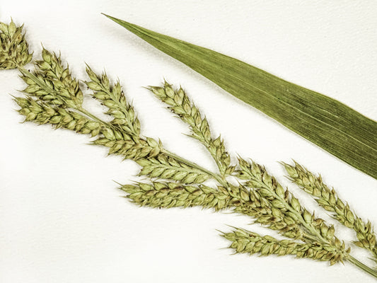 150 JAPANESE MILLET Billion Dollar Grass Grain Echinochloa Frumentacea Seeds