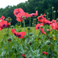 100 HENS and CHICKS Poppy Hens & Chickens Breadseed Lettuce Leaf Papaver Somniferum Flower Seeds