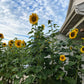 50 SKYSCRAPER SUNFLOWER Helianthus Annuus Flower Seeds