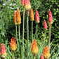 50 TORCH LILY Red Hot Poker / Tritoma / Kniphofia Uvaria Flower Seeds