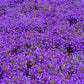 200 Lavender & White MRS CLIBRAN LOBELIA Erinus Flower Seeds