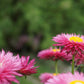 50 PINK DOUBLE STRAWFLOWER Helichrysum  Xerochrysum Bracteatum Flower Seeds