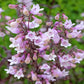 500 CALICO BEARDTONGUE (Smooth Beardtongue / Eastern Beardtongue) Penstemon Calycosus Flower Seeds