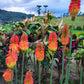 50 TORCH LILY Red Hot Poker / Tritoma / Kniphofia Uvaria Flower Seeds