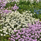 800 WHITE ALPINE ROCKCRESS Aubrieta Rock Cress Arabis Alpina Flower Seeds