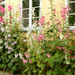 50 Mixed Colors HOLLYHOCK COUNTRY ROMANCE Mix Alcea Rosea Flower Seeds