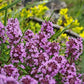 100 MOTHER OF THYME aka Lemon Broadleaved Large Thyme Thymus Pulegioides Herb Pink Flower Seeds