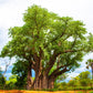 5 African BAOBAB TREE Adansonia Digitata Monkey Bread Judas Fruit Seeds
