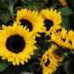 30 INCREDIBLE DWARF SUNFLOWER Helianthus Annuus Flower Seeds