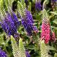 50 Mixed Colors VERONICA SIGHTSEEING MIXTURE (Spike Speedwell) Veronica Spicata Flower Seeds