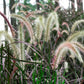 25 PURPLE FOUNTAIN GRASS Ornamental Pennisetum Setaceum Dark Burgundy Flower Seeds