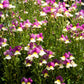 2000 BABY SNAPDRAGON Toadflax Linaria Maroccana Flower Seeds