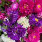 1000 POWDER PUFF ASTER Mix Callistephus Chinensis Flower Seeds