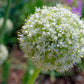 400 Texas EARLY GRANO ONION Large Sweet Yellow Allium Cepa Vegetable Seeds