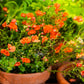 50 SCARLET MASK FLOWER Hummingbird Plant Red Alonsoa Warscewiczii Seeds