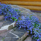 200 CAMBRIDGE BLUE LOBELIA Regatta Erinus Trailing Flower Seeds