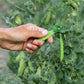 50 Early FROSTY GARDEN PEA English Shelling Pisum Sativum Vegetable Seeds