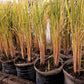 100 Long Grain BROWN WHITE RICE Oryza Sativa Vegetable Seeds