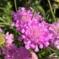 50 FINEST MIXED Colors SCABIOSA (Mourning Bride / Pin Cushion) Scabiosa Atropurpurea Flower Seeds