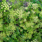 500 FOREST GREEN PARSLEY Petroselinum Crispum Double Triple Curl Vegetable Seeds