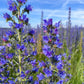 100 Blue VIPERS BUGLOSS Echium Vulgare Blue Flower Seeds